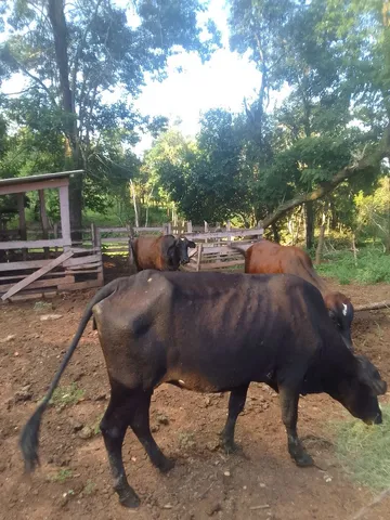 Vendo 3 vacas prenhas e 3 barrotes 