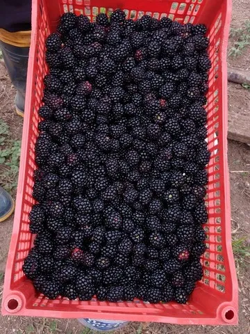 Amora orgânica.