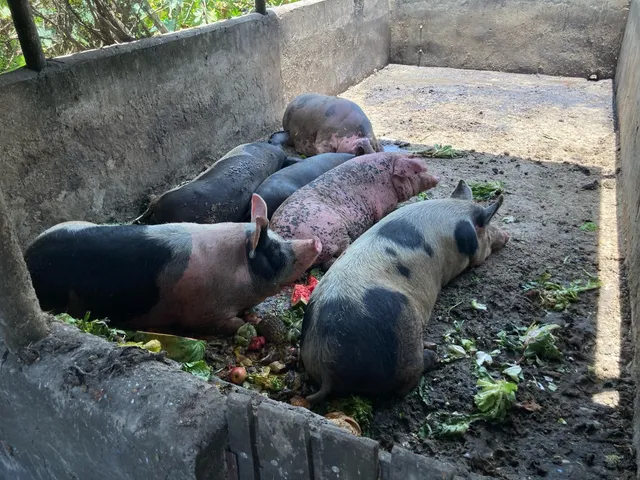 Porco caipira