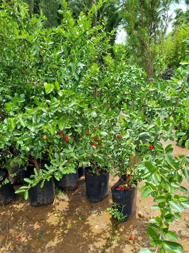 Mudas frutíferas