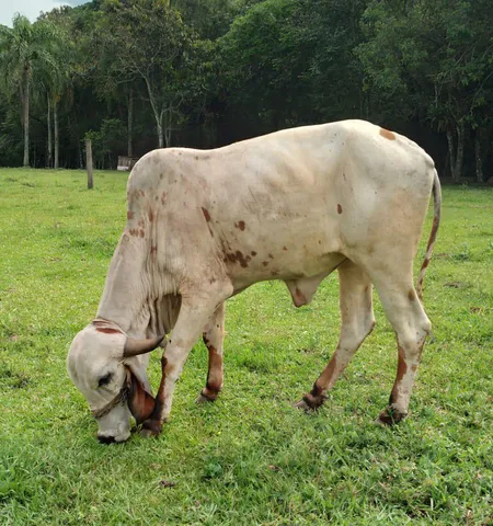 Vendo vacas Gir leiteiro $5.600 cada uma 