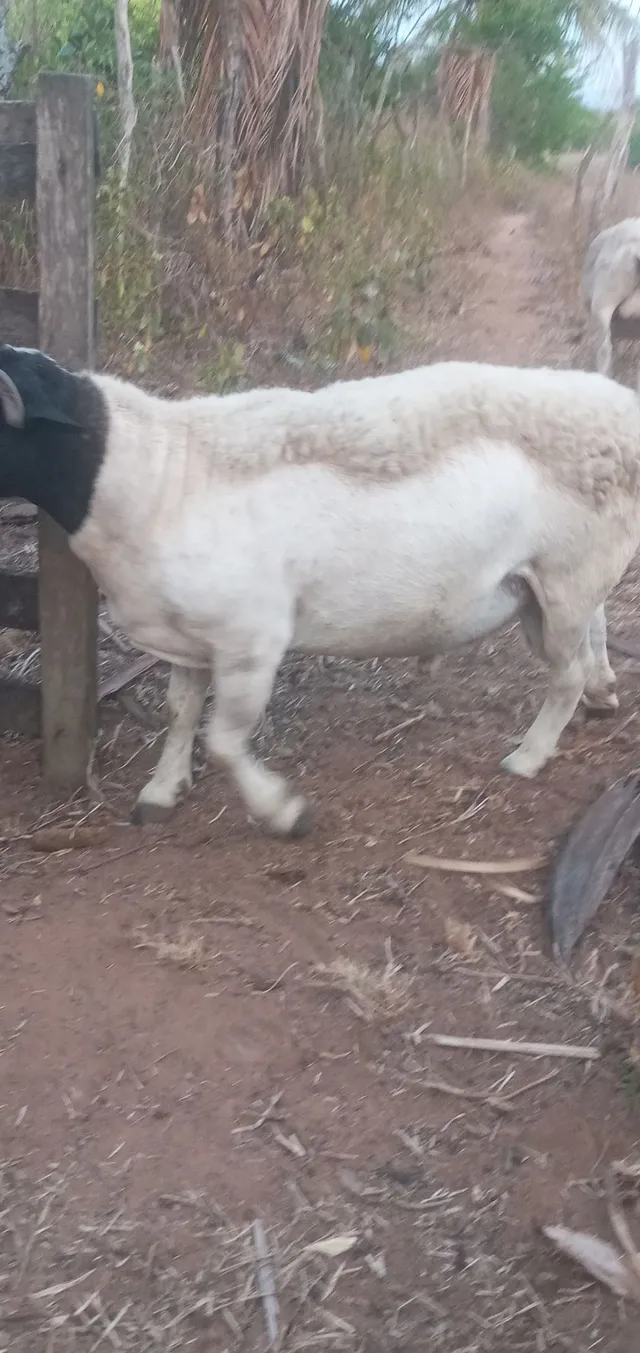 VENDO CARNEIRO DORPER