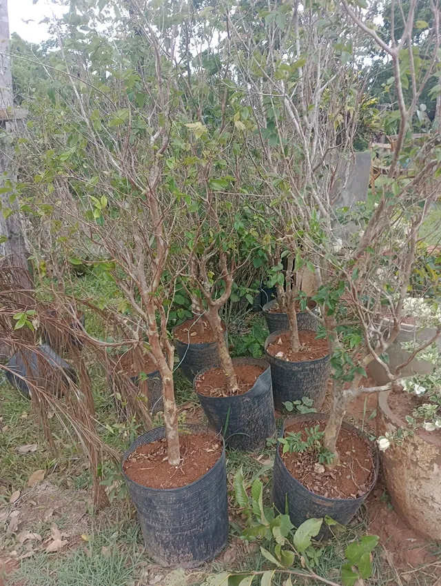 Mudas de jabuticaba