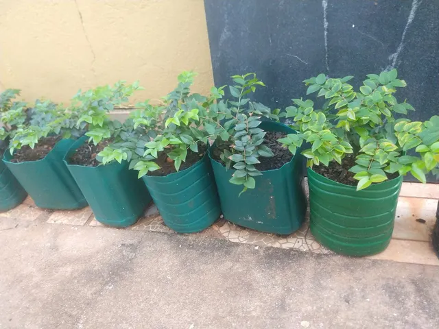 Jabuticaba