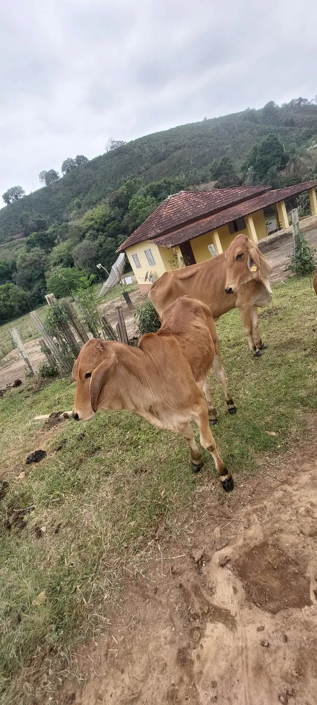 Duas novilhotas