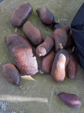 Jatobá, Sucupira e Barbatimão