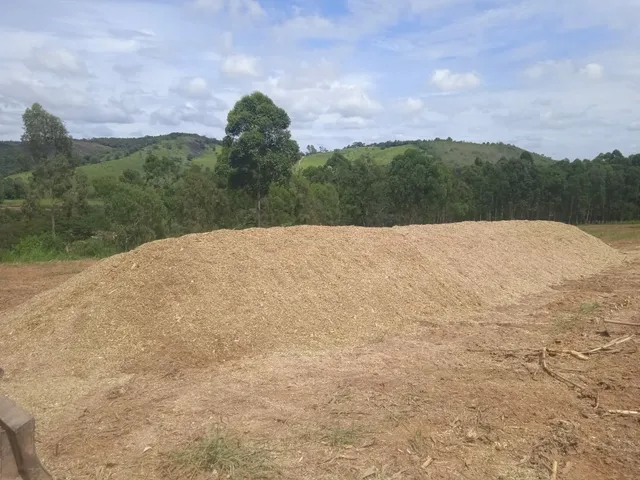 Vendo cerca de 56 toneladas de cilo a300 reais a tonelada 