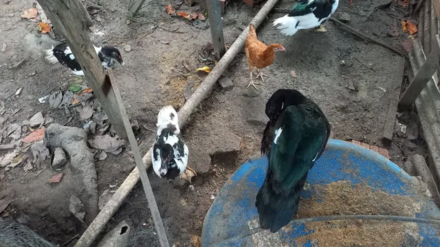 Pato 