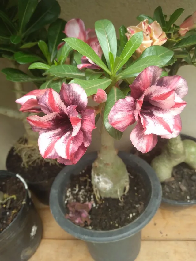 Vendo rosas do deserto