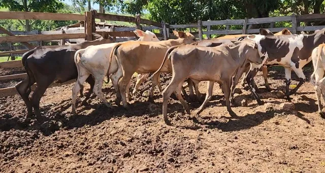 Bezerras 