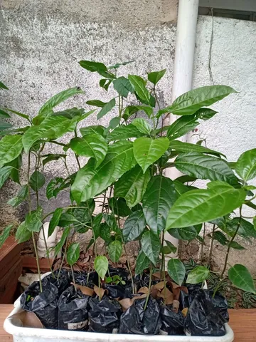 Mudas de Maracujá e outras