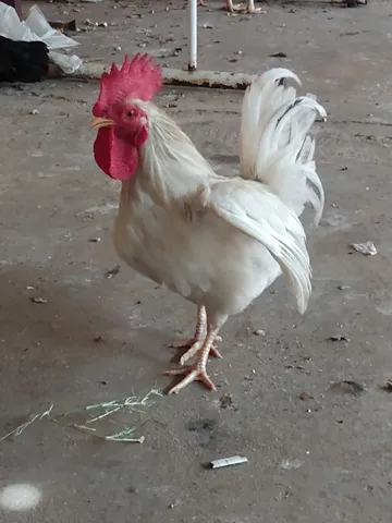 Mini garnizé Albino vendo