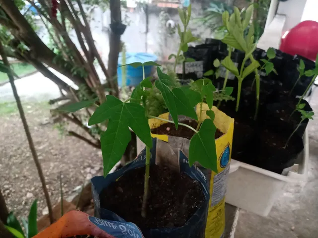 Rei das Mudas 