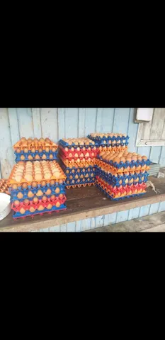 OVOS DE GRANJA 