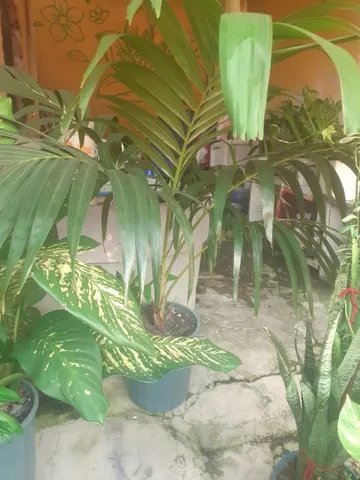 Plantas Diversas