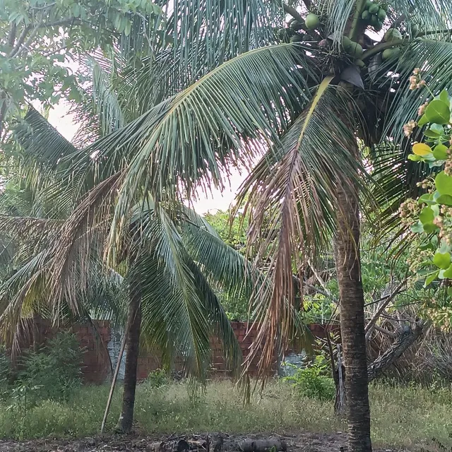Vendo Coco Seco Ainda no Pé.