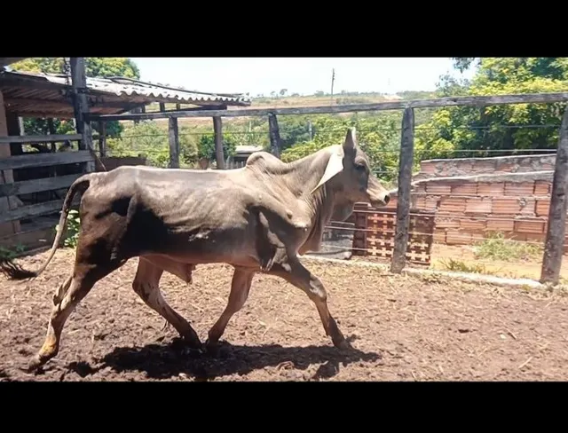Tourinho guzera puro luxo 