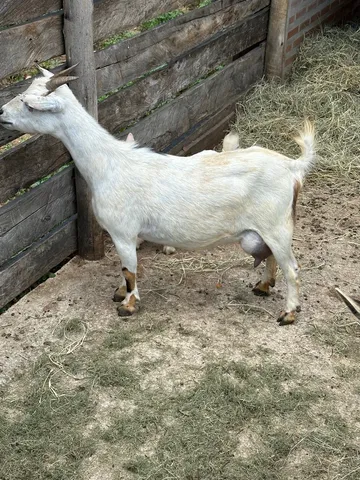 Mini cabras disponíveis 