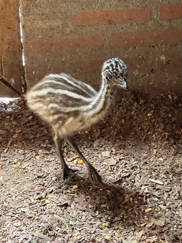 Emus disponíveis 