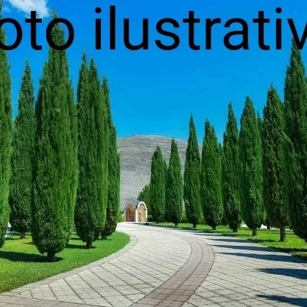 Temos mudas pinheiro charuto 