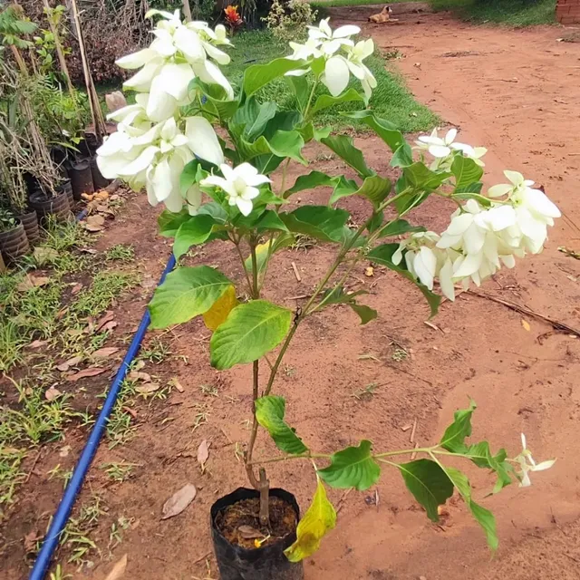 Temos mudas mussaenda salmão, rosa, branca 