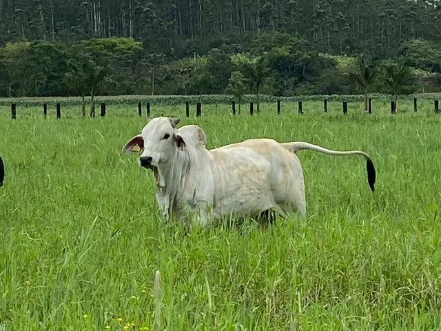 Touros da raça Bhramam PO