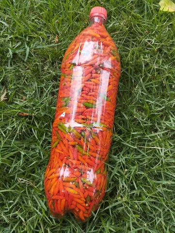 Pimenta Malagueta na Pet 2 lt