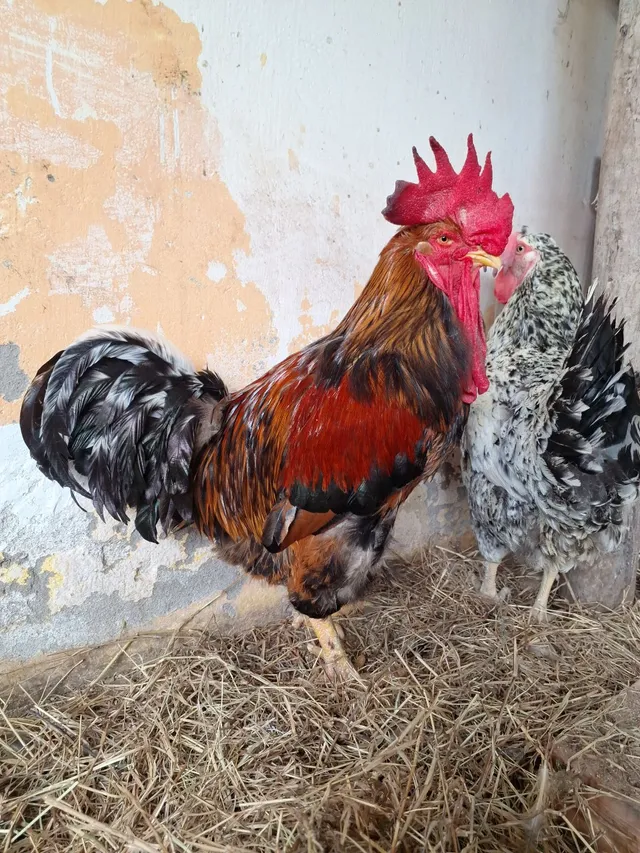 Pintinhos sertaneja Balão Raca Pura 