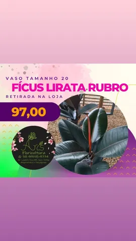 Plantas/ Mudas/ Buquê de flores/ Terra adubada/ Vasos 