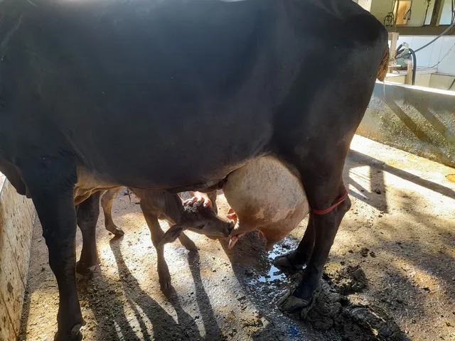 Vendo vaca guzera