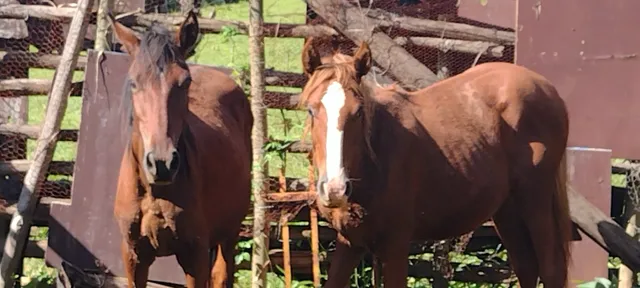 Cavalo mangalarga 