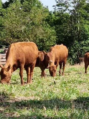 Lote 2 Vacas Red Angus para Cria