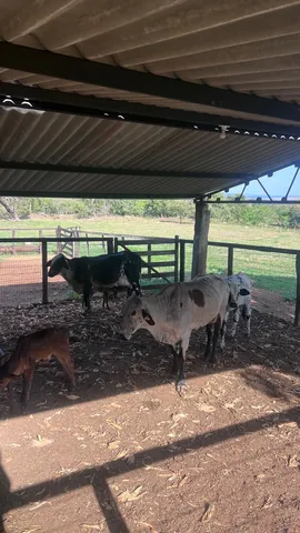 Vacas Girolandas registradas