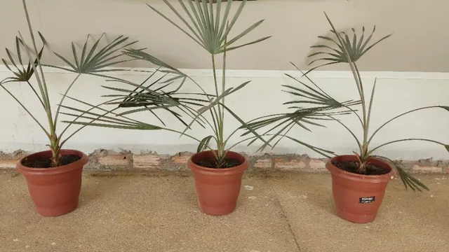 Muda de Palmeira Azul 