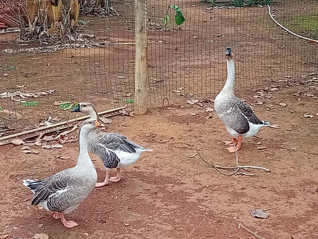 GANSO 