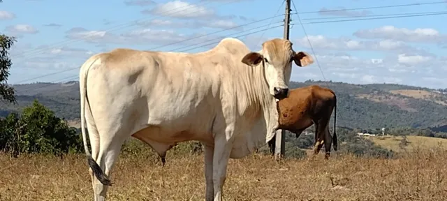Gado de corte macho nerrole e Anelorado Macho região de Itatiaiuçu 