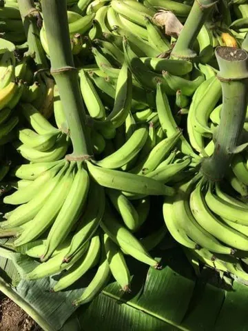 procuro fornecedores de banana comprida verde