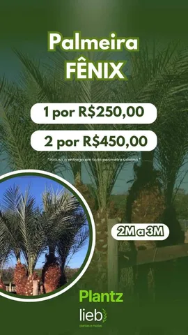 Palmeira fenix 2m 
