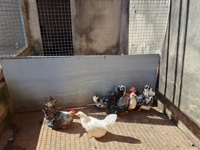 Vendo um lote de 6 unidade, NAGAZAKI novos. Vendo um lote de 6 unidade, NAGAZAKI novos. 