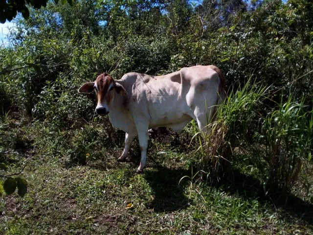 1 novilha