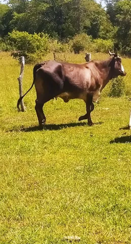 Vaca parida 