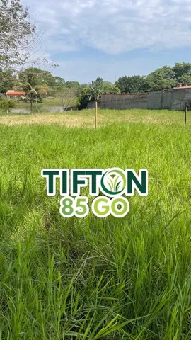 Tifton85