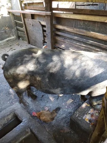Porca gorda