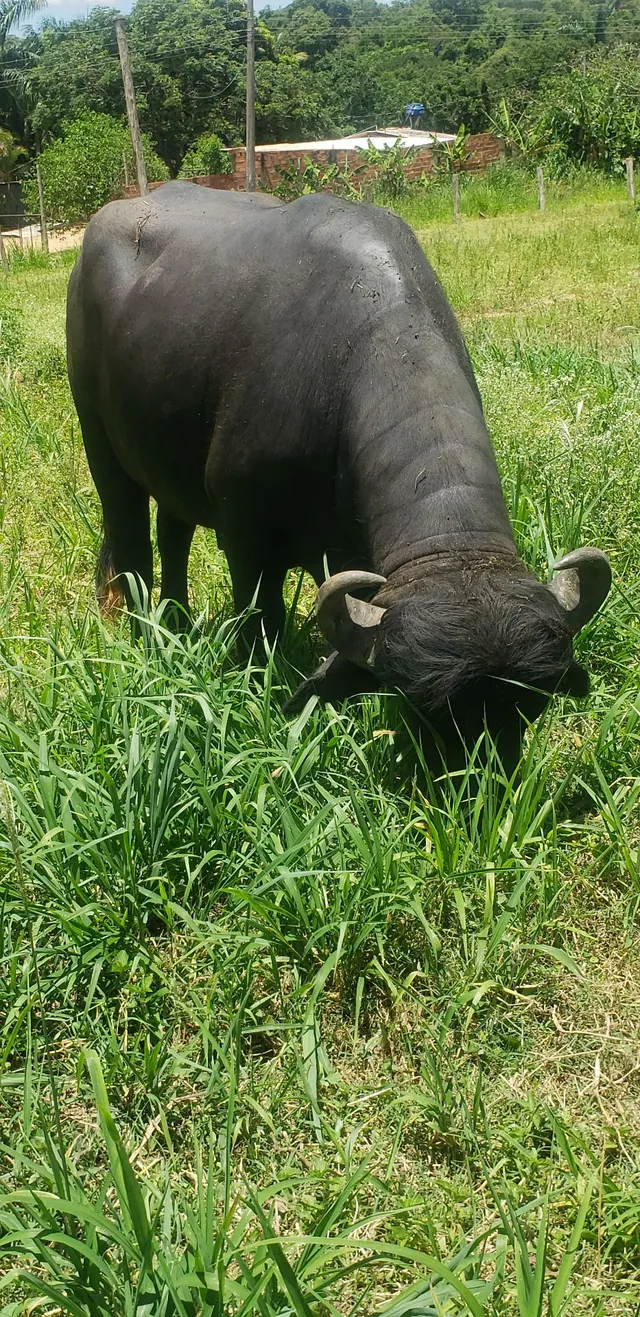 Búfalo