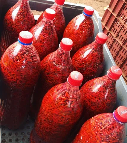 Pimenta malaquetinha do cerrado pet 2 litro
