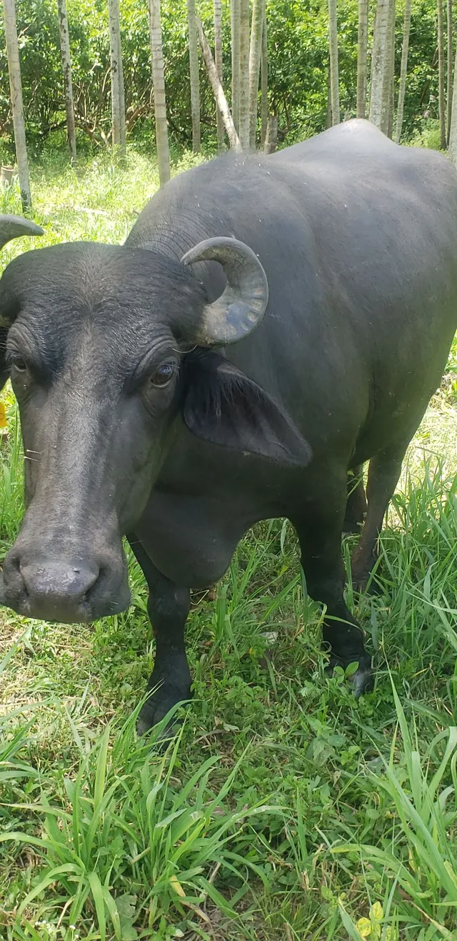 Vaca búfala de cria
