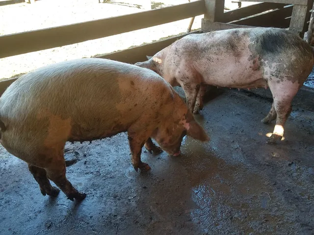 Vendo poscas gordas