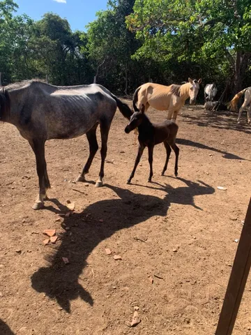 Mulinha Juanita