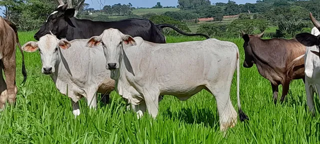 8 bezerras