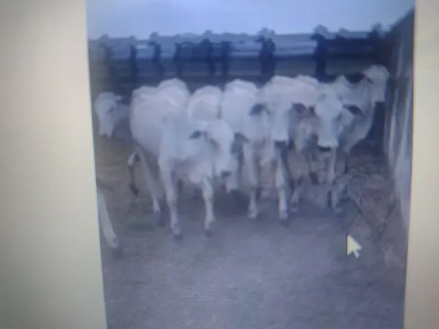 Lote de bezerros e bezerras